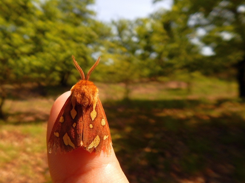 Vanessa atalanta